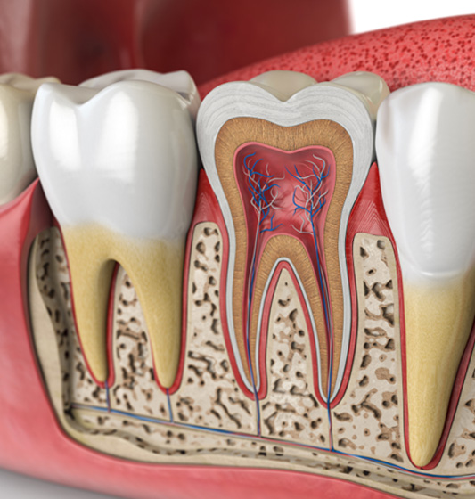 Cross section of a root canal